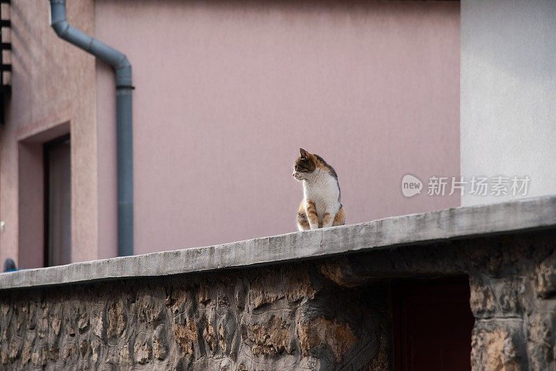 街猫