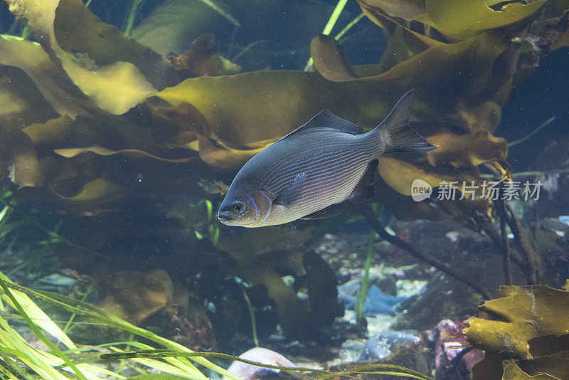 条纹Surfperch