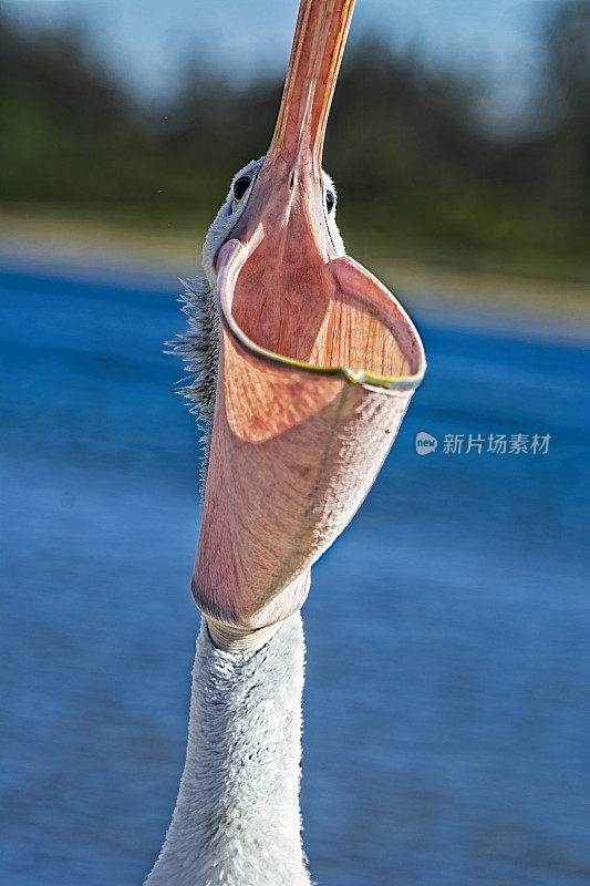 澳大利亚鹈鹕(鹈鹕)