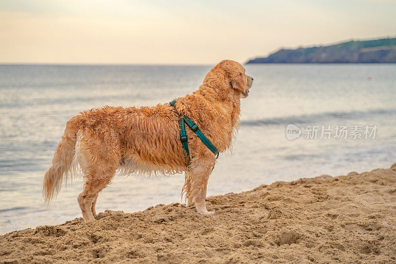 成年金毛猎犬站在海滩上