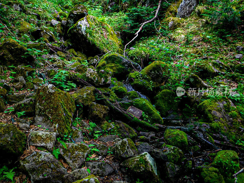 许多苔藓,太。Shirane日兴