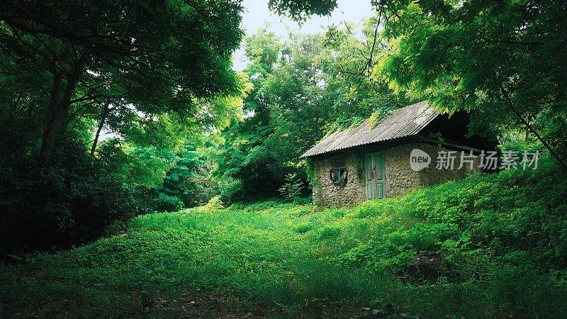 废弃的仙人小屋，在夏日林间空地的阳光下