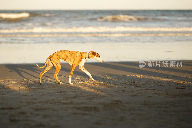 在海滩上奔跑的狗