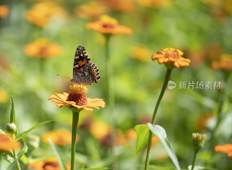 蝴蝶在zinnia