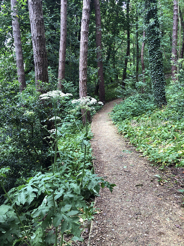 在春天的阳光下，阴凉的英国乡村小路林地隧道，山毛榉树(Fagus)，泥泞的小路，野花，被常春藤叶子覆盖的地面