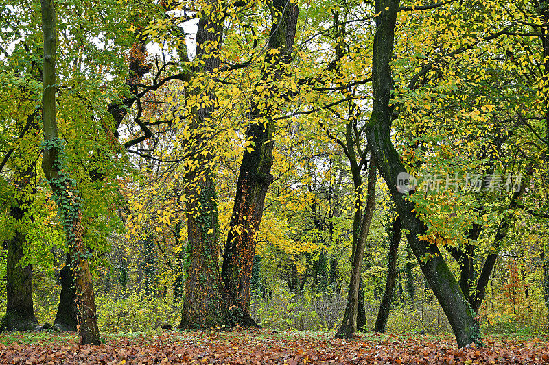 秋天的时候树林里有树