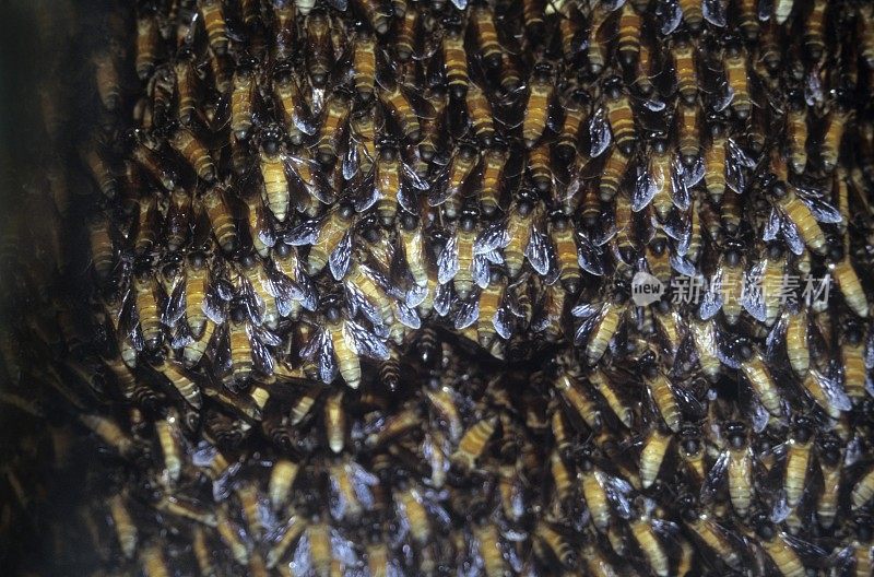 孟买，戈尔冈，一个蜂巢里的岩石蜜蜂
