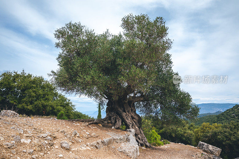 古老的橄榄树