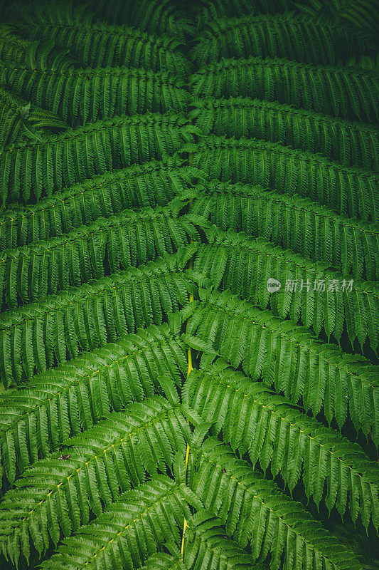 植物叶绿背景