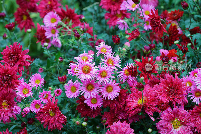 水马齿,菊花