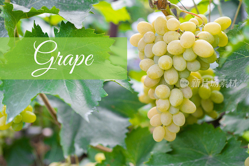 特写无籽绿葡萄的树枝上有铭文的地方。收获wineyard。在花园里种一种美味的维甘菊