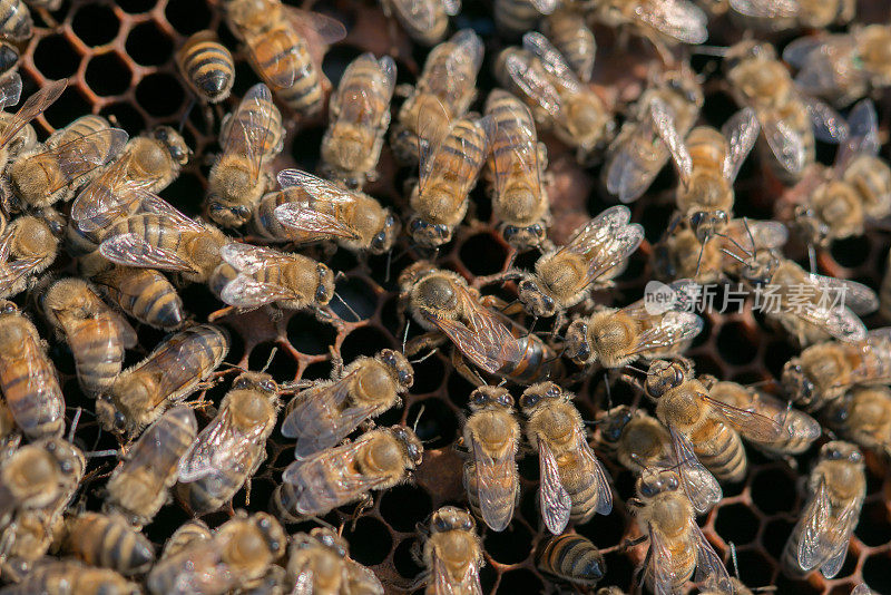 蜜蜂用蜂房喂蜂房