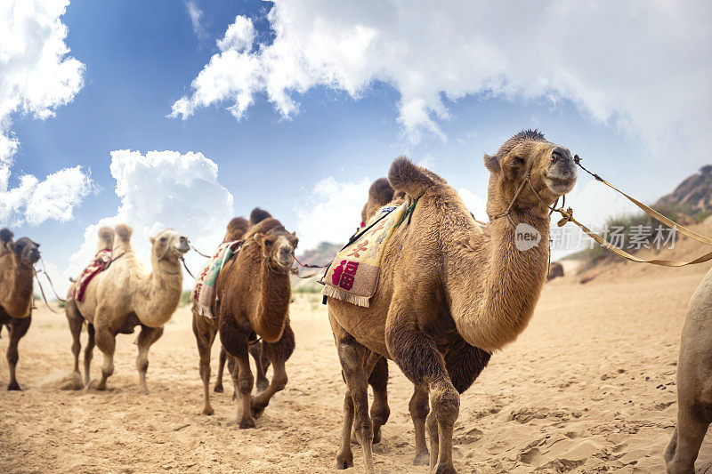 沙漠骆驼在沙漠中醒来