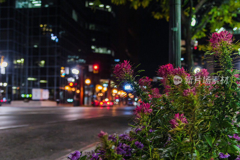 城市街道边的夜花