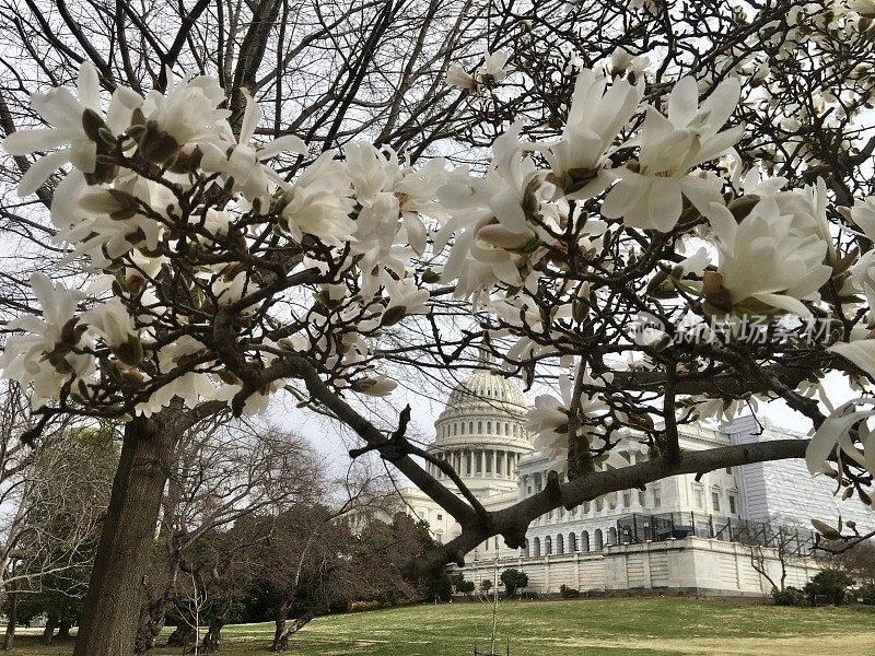 华盛顿特区国会山附近的樱花