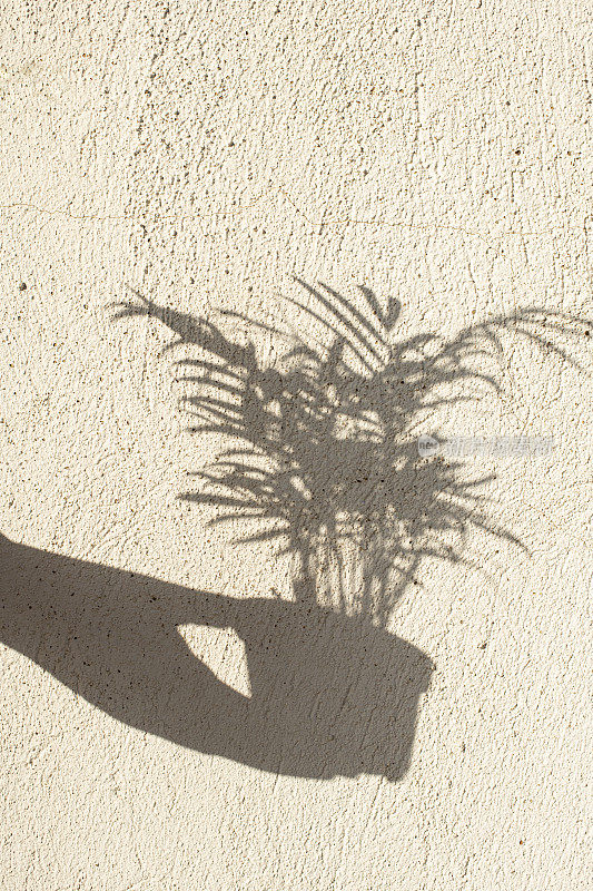 墙上的植物影子