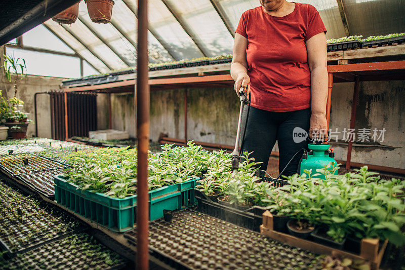 花房内成熟女士喷洒植物