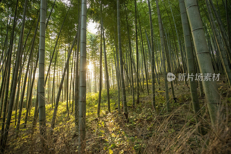 京都竹林