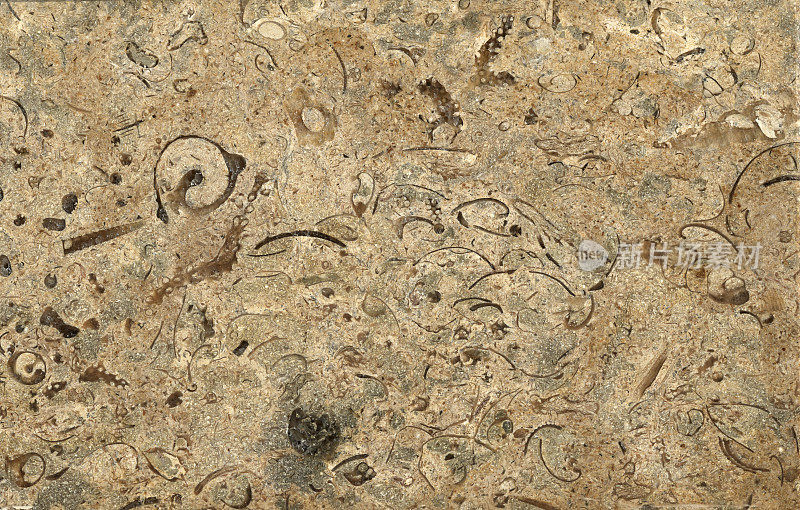 岩石大理石背景纹理与化石
