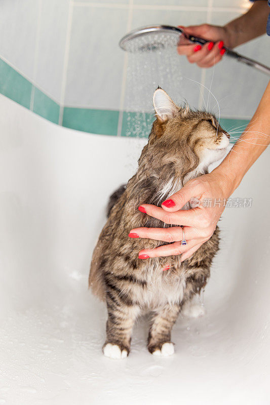 宠物主人在浴缸里给纯种西伯利亚猫洗澡