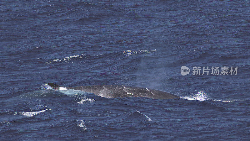 当巨大的鳍鲸浮出水面时，水从它的背部流下