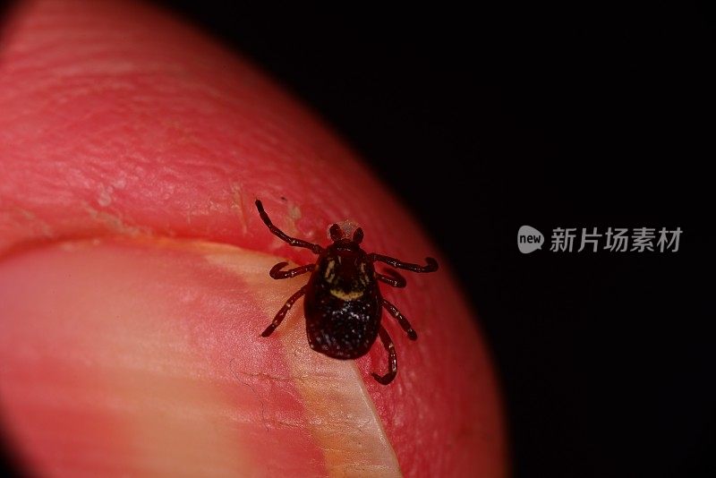 去除蜱虫，皮肤碎片爬到手指上