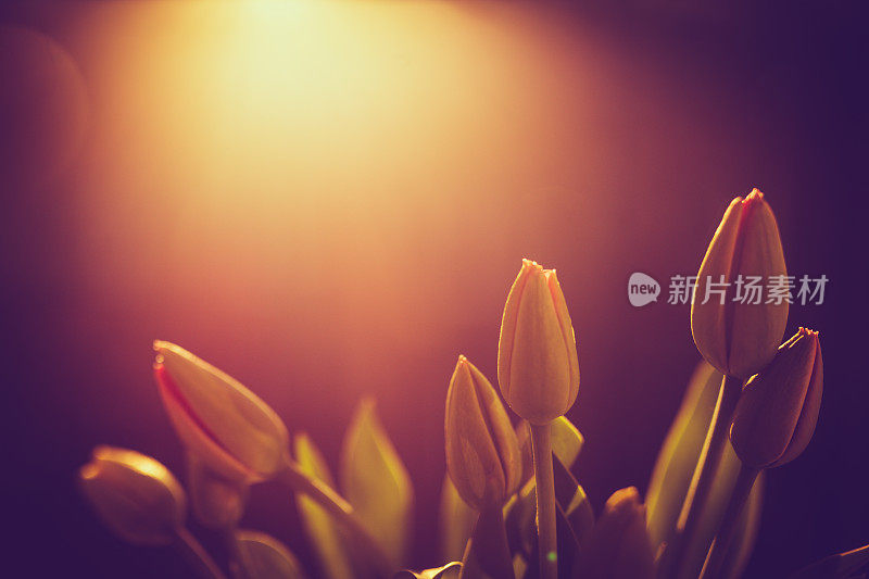 郁金香,花卉,阳光