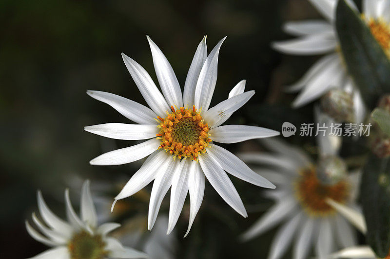 花卉植物银雏菊澳大利亚本土