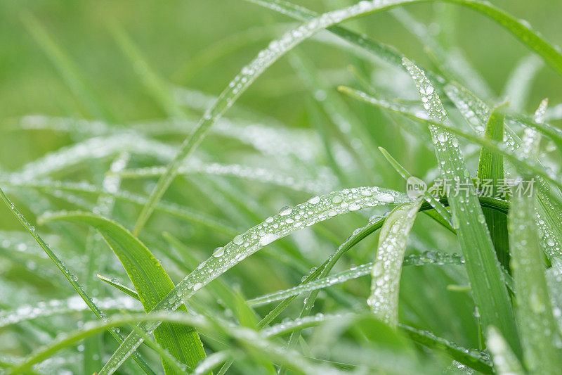 春雨滴在草地上的特写