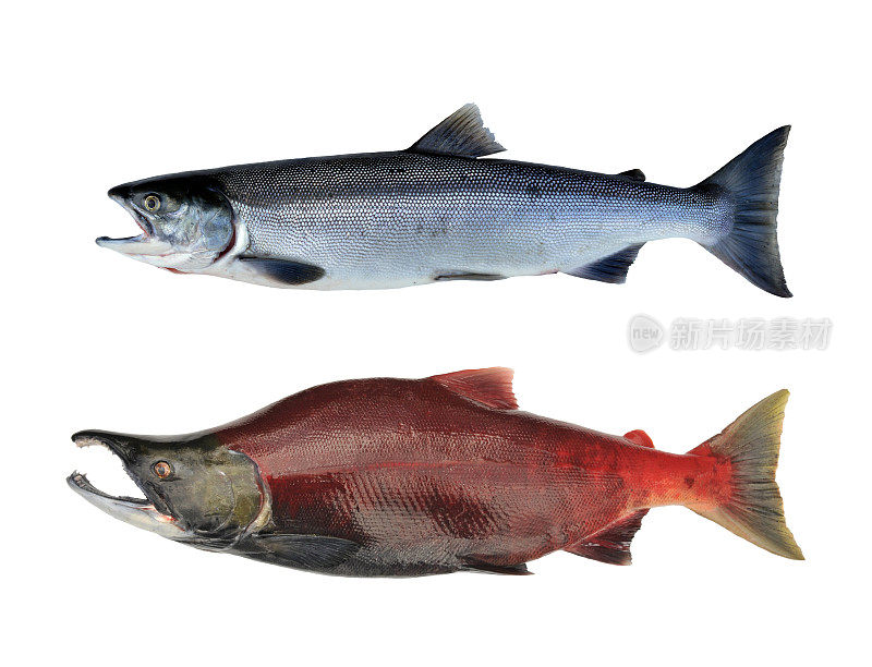 红鲑鱼，红鲑，阿拉斯加，美国