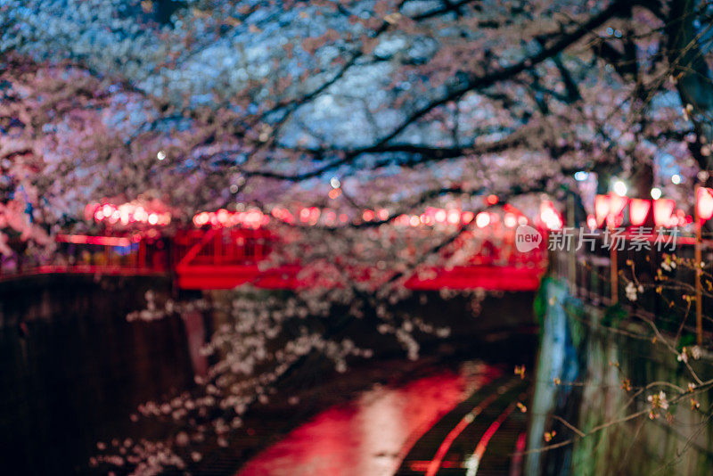 日本东京夜晚的樱花盛开季节。