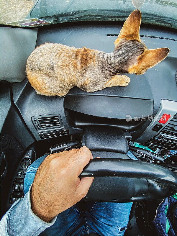 成人汽车司机和小猫坐在仪表盘上的个人观点