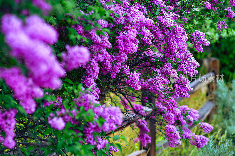 紫丁香花盛开在春天