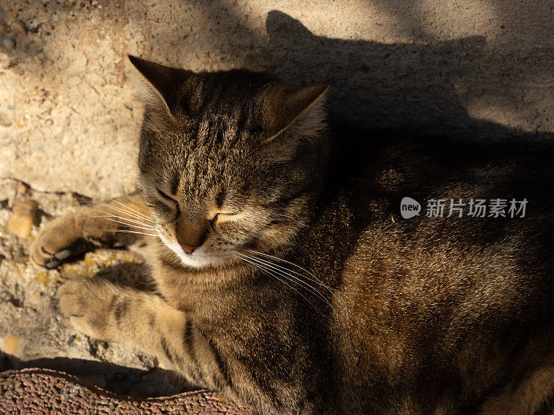 阳光下的懒猫