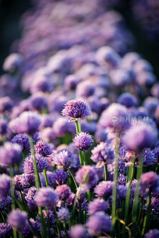 丹麦的韭菜花田