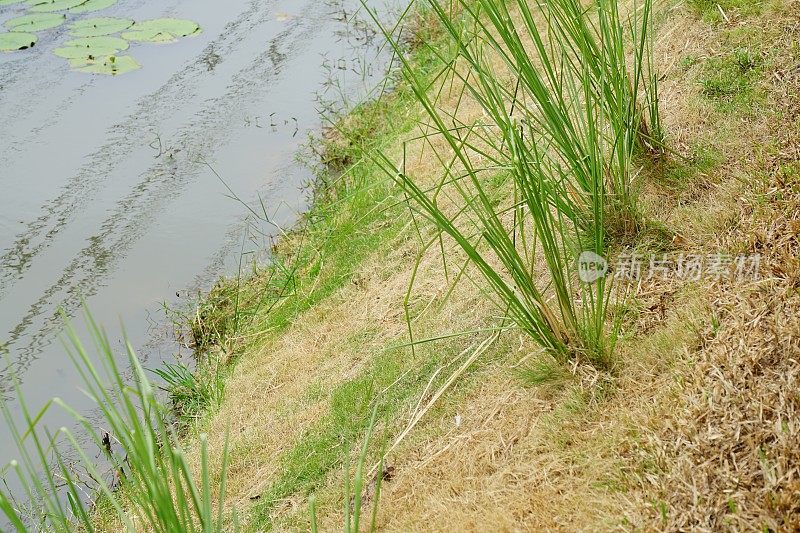 香根草的自然概念背景