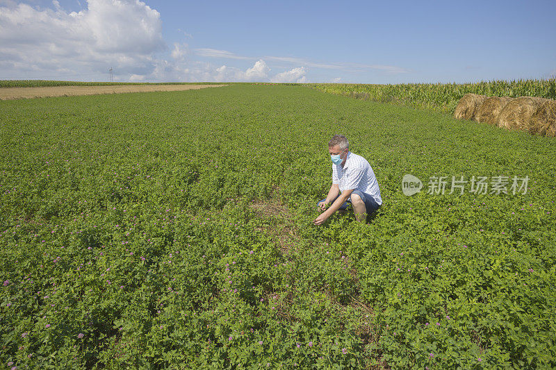 成年农夫在三叶草农田上戴上防护口罩，以防止病毒感染