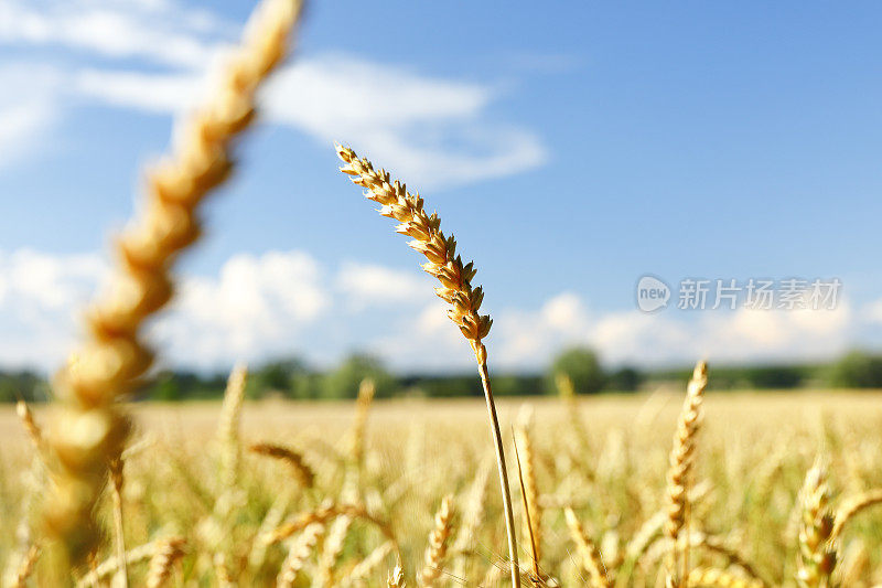 8月份的麦田