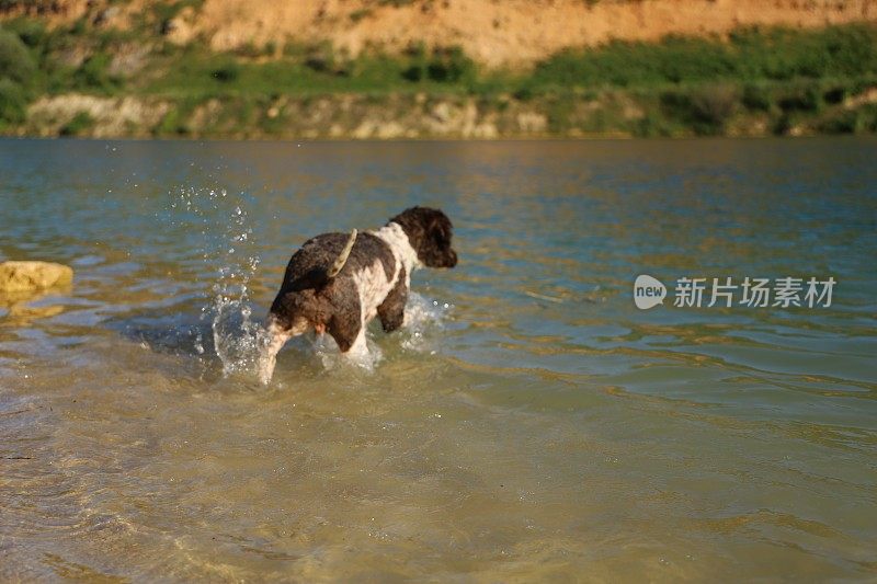 一只母狗在湖里游泳