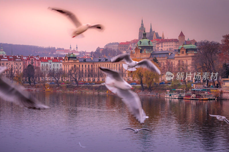 傍晚的圣维塔斯大教堂，鸟群在空中飞翔——捷克共和国的布拉格