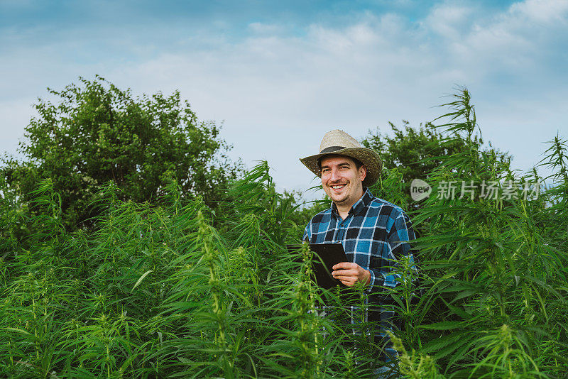 男子采集医用大麻