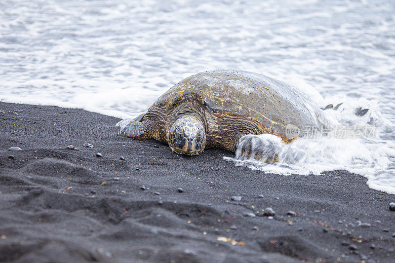 夏威夷的绿海龟-黑海滩，大岛