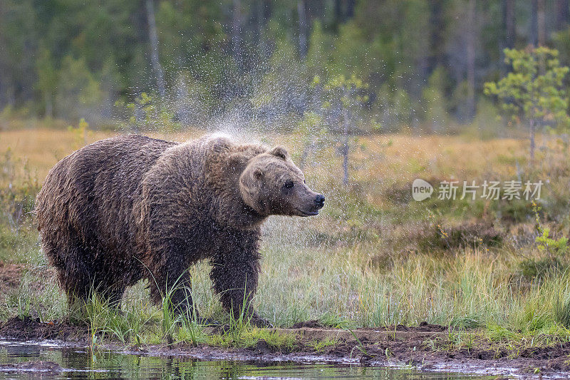 一只熊在芬兰北部锦湖附近的一个森林湖泊中浮出水面后瑟瑟发抖
