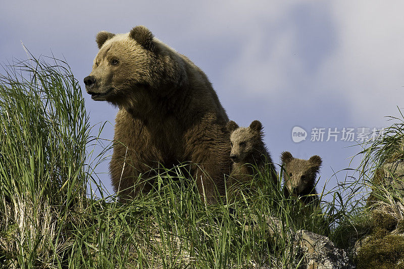 阿拉斯加卡特迈国家公园，哈罗湾，观察棕熊和小熊。母熊带着幼崽在岩石山上寻找公熊。