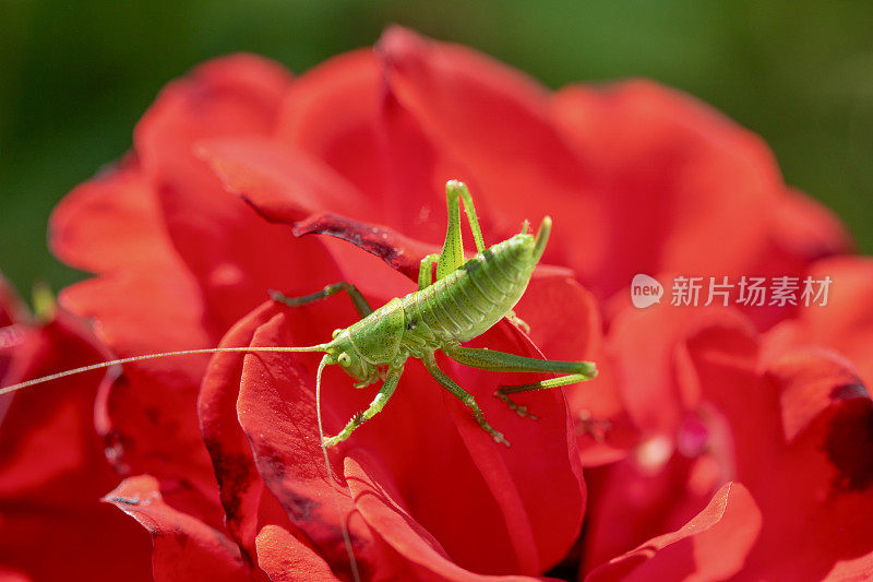 一朵红色的花(玫瑰)上的绿色大蚱蜢