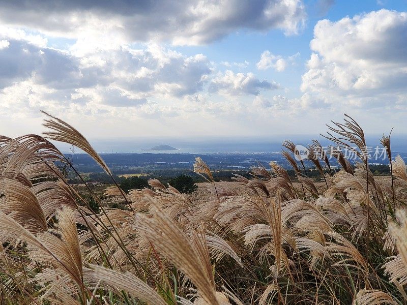 韩国济州岛的秋季景观