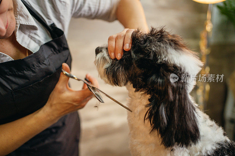 护理沙龙里的贵宾犬