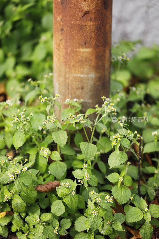 毛茸茸的白雏菊花