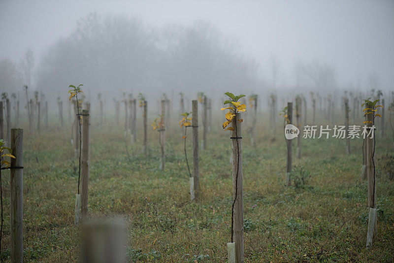 雾蒙蒙的苹果园