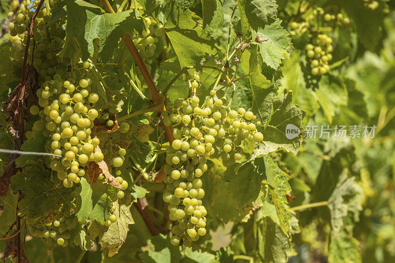 生长在科涅克市附近的法国夏朗特地区的葡萄